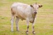 Bull