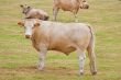 Bullocks