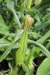 Corn cob