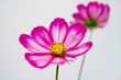Cosmos