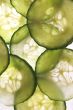 Cucumber