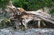 Driftwood