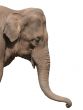 An elephant head isolated