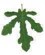Fig leaf