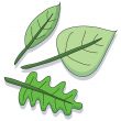 Cartoon leaf