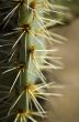Watch the cactus thorns