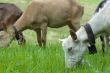 domestic goats parturing in meadow