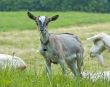 little domestic goat in meadow