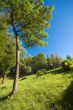 summer woodland wide angle view in sunny day