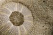 sea urchin shell in beach sand