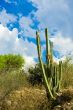 Cactus portrait