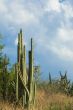 High organ pipe cactus