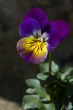 Vivid wild violet pansy flower