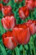 Red tulips field