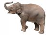 Baby elephant