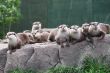 Otter family
