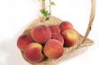 Basket of Peaches