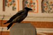 Crow on the stone.