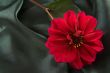 Red flower on satin