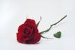 Red rose