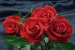 red roses