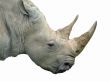 Rhino
