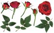 Design elements - rosebuds