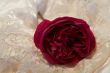 redrose on satin and lace