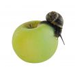 snail and apple