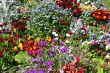 Spring flowers