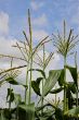Sweetcorn