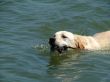 swimming dog