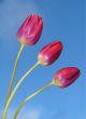 Red tulips