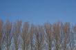 Winter trees