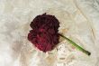 withered rose