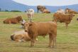 A herd of young bulls