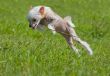 Chinese crested dog puppy playing