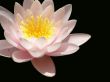 water lily
