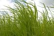 Grass and sky