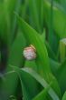 Snail on the leaf of lily of the valley