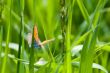 Butterfly on grass blade