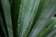 Dew on palm leaves