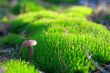 Sunny mushroom