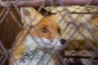 Fox in the cage