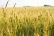 Wheat field