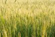 Green wheat field