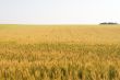 Tricolor wheat field
