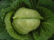 Head of white cabbage