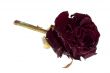 Dead dried purple rose