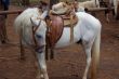 White Horse and Saddle